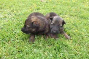 5) 10.06.2012 (10) mâle gris