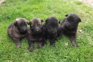 5) 10.06.2012 (14) femelles