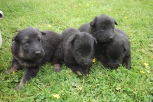 5) 10.06.2012 (5) mâle noir et feu