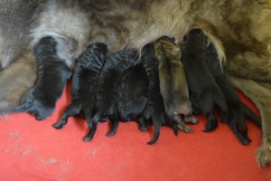 2) 26.03.2018 (15) - Copie