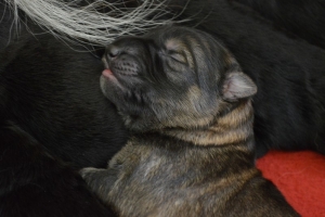 2) 26.03.2018 (20) - Copie