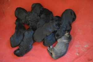 2) 26.03.2018 (26) - Copie