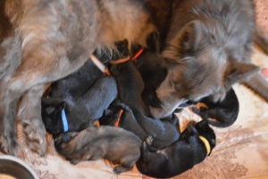 3) 01.04.2018 (5) - Copie