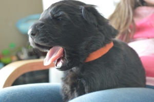 4) 08.04.2018 (13) - Copie