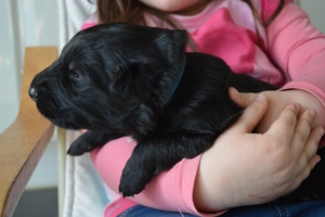 4) 08.04.2018 (5) - Copie