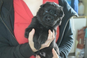 5) 15.04.2018 (2) - Copie