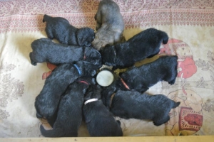 5) 15.04.2018 (23) - Copie