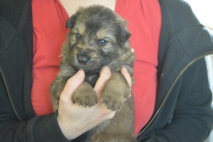 5) 15.04.2018 (5) - Copie