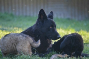 8) 06.05.2018 (11) - Copie