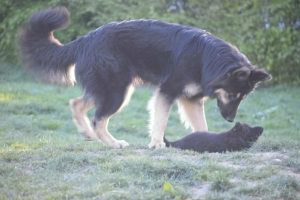 8) 06.05.2018 (14) - Copie