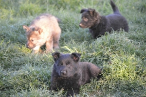 8) 06.05.2018 (25) - Copie