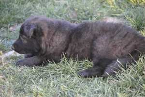 8) 06.05.2018 (27) - Copie