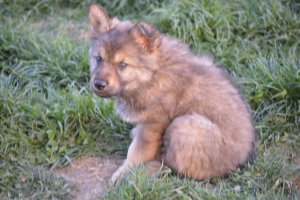 8) 06.05.2018 (28) - Copie