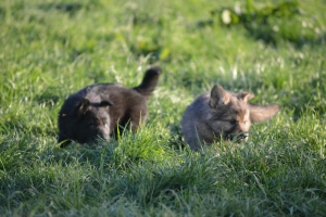 8) 06.05.2018 (7) - Copie