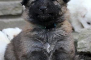 15) 26.09.2012. Visite Misa (110)