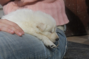 15) 26.09.2012. Visite Misa (114)