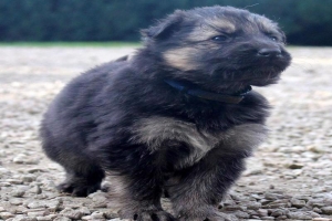 15) 26.09.2012. Visite Misa (14)