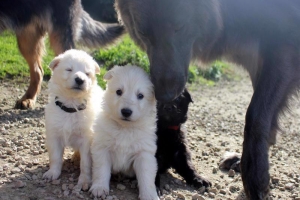 15) 26.09.2012. Visite Misa (39)