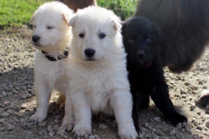 15) 26.09.2012. Visite Misa (61)