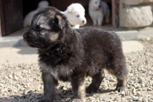 15) 26.09.2012. Visite Misa (64)