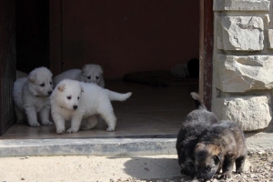 15) 26.09.2012. Visite Misa (66)