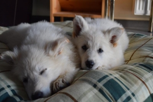 19) 15.10.2012 (112)