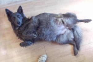 2) 16.08.2012 7semaines (3)